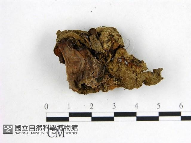 木耳屬藏品圖，第3張