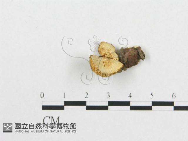 登錄號:F0007020藏品圖，第3張