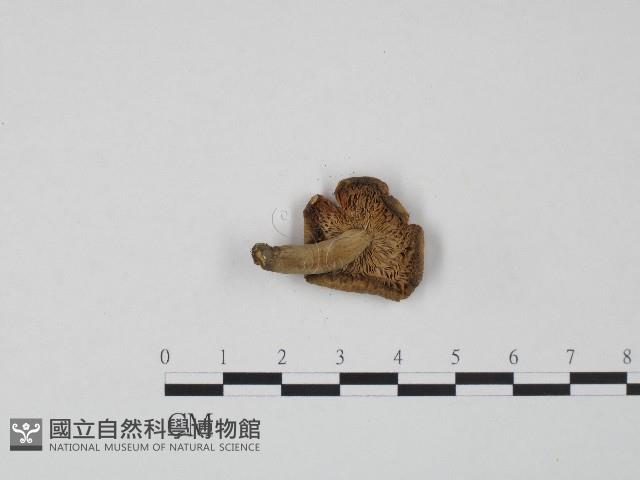 紅菇屬藏品圖，第3張