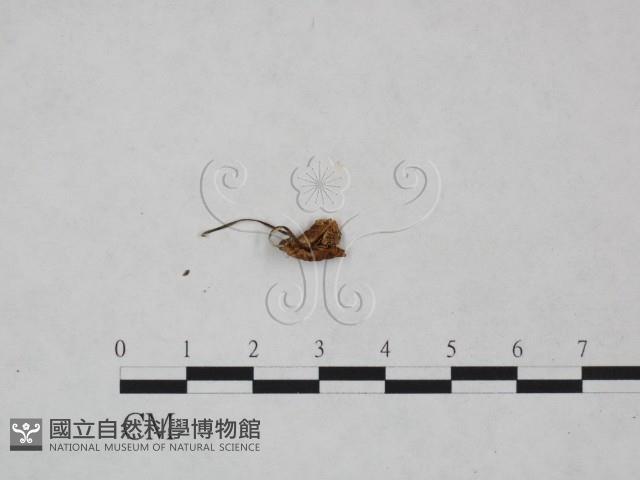 小皮傘屬藏品圖，第3張
