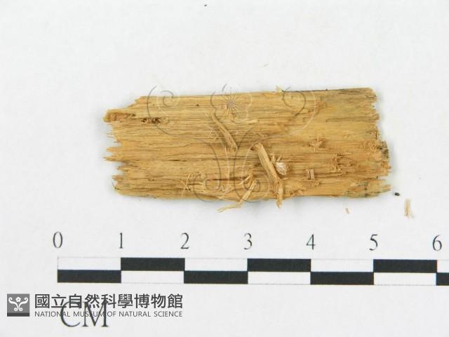 登錄號:F0005020藏品圖，第3張