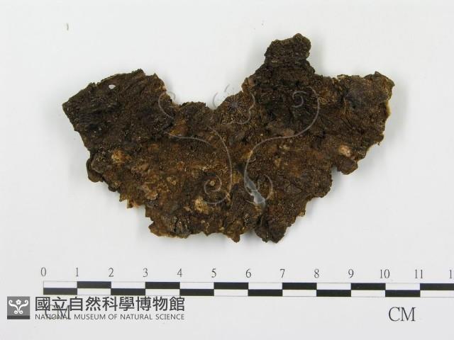 韌革菌屬藏品圖，第3張