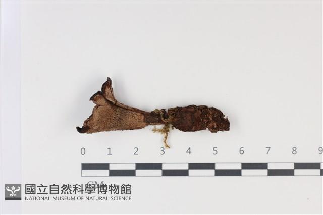 登錄號:F0035020藏品圖，第3張