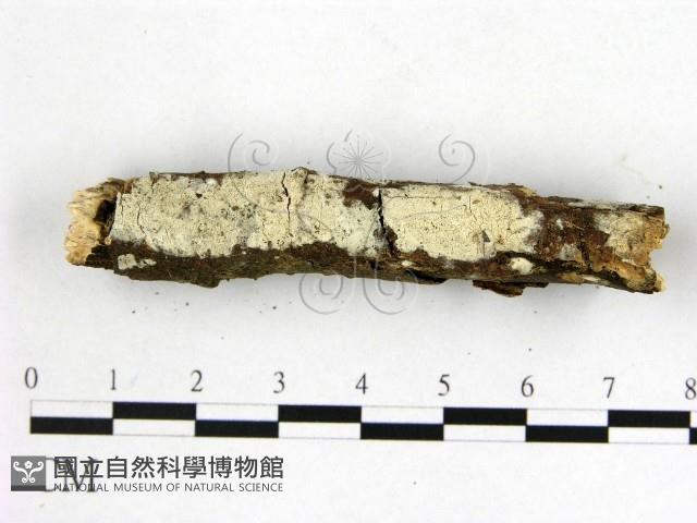 顯絲菌屬藏品圖，第3張
