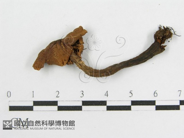 登錄號:F0003020藏品圖，第3張