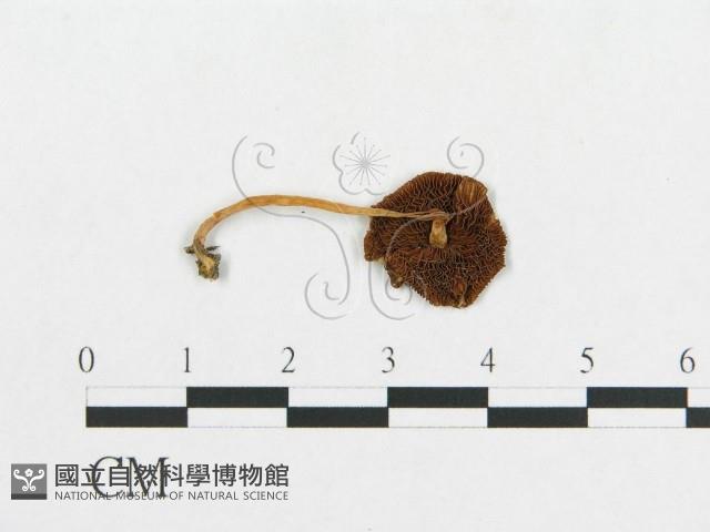 登錄號:F0013020藏品圖，第3張