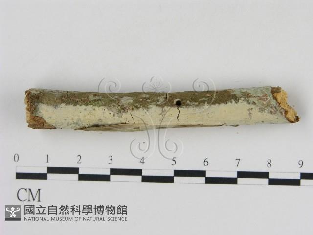 冇骨消絲齒菌藏品圖，第3張