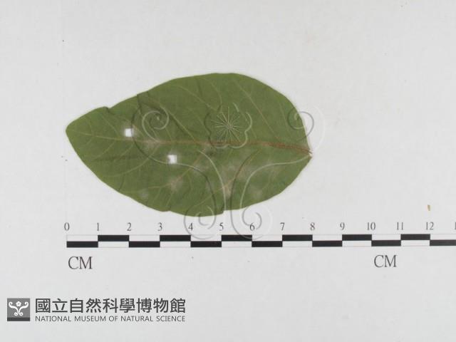 登錄號:F0026320藏品圖，第1張