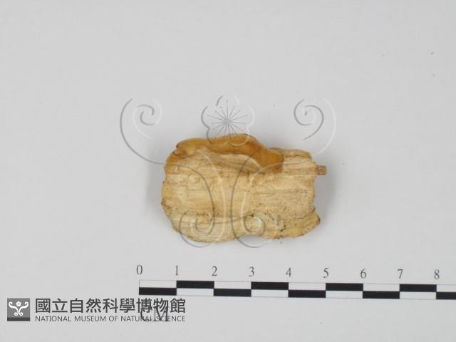 登錄號:F0006320藏品圖，第3張