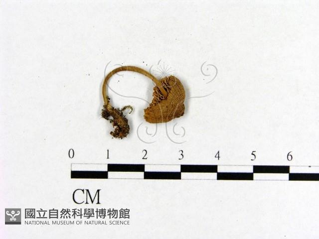 小菇屬藏品圖，第3張