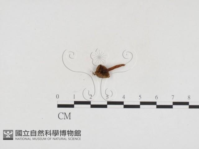 登錄號:F0024320藏品圖，第3張