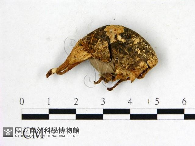 地星屬藏品圖，第3張