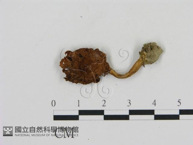 登錄號:F0002320藏品圖，第3張