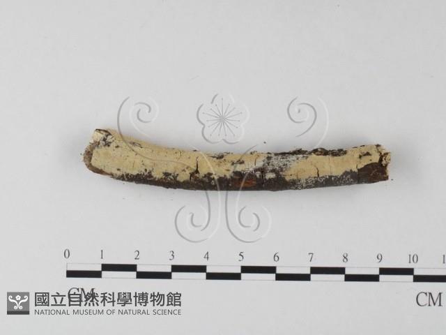 登錄號:F0025320藏品圖，第3張