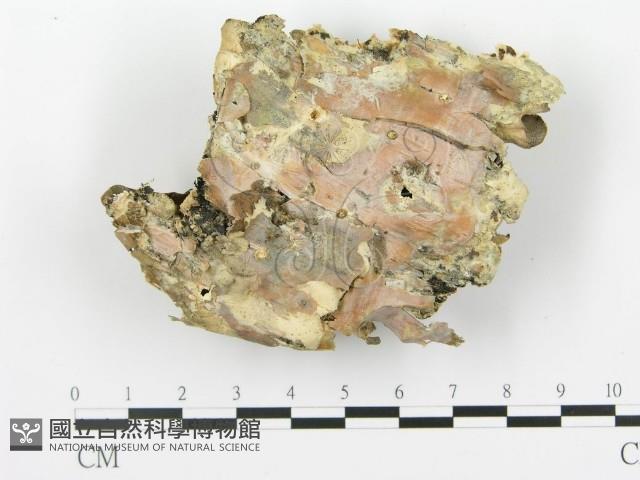 登錄號:F0015320藏品圖，第3張