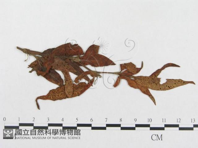登錄號:F0019320藏品圖，第1張