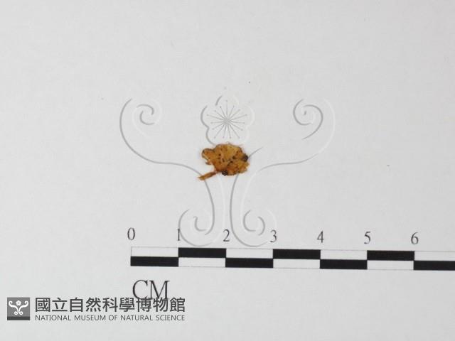 濕傘屬藏品圖，第3張