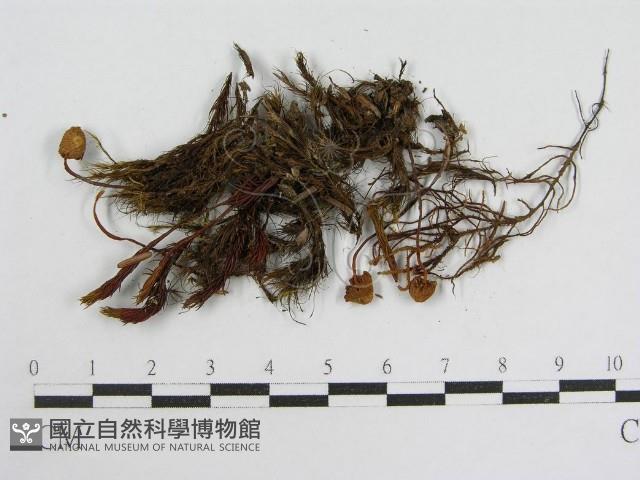 登錄號:F0013320藏品圖，第3張
