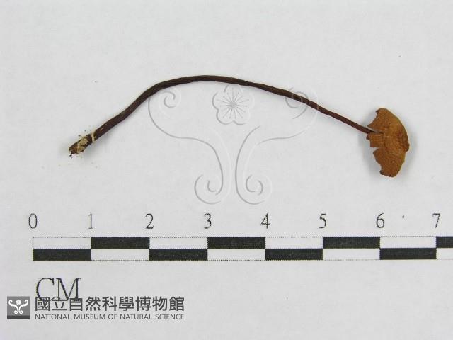 盔孢傘屬藏品圖，第3張