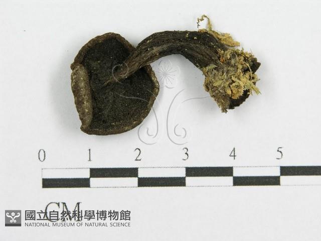 登錄號:F0011200藏品圖，第3張