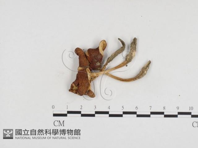 登錄號:F0024200藏品圖，第3張