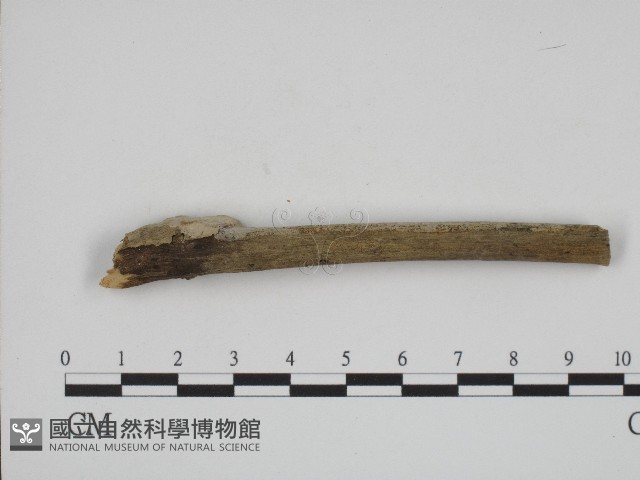 登錄號:F0004200藏品圖，第3張