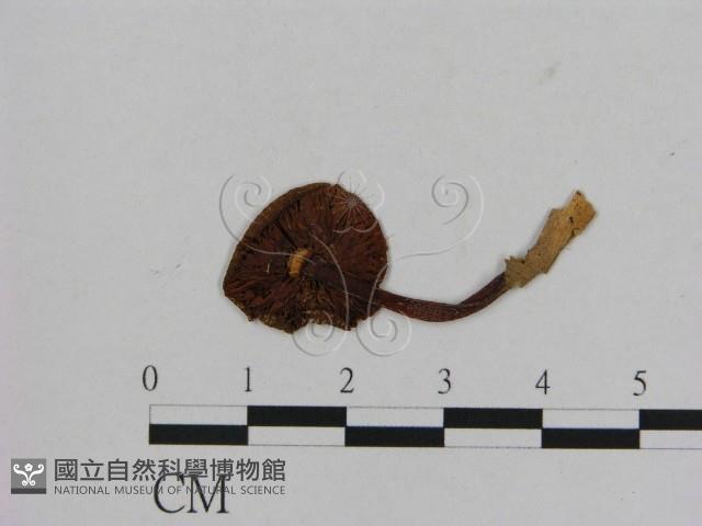小菇屬藏品圖，第3張