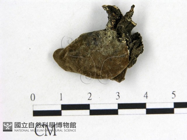 木耳屬藏品圖，第3張