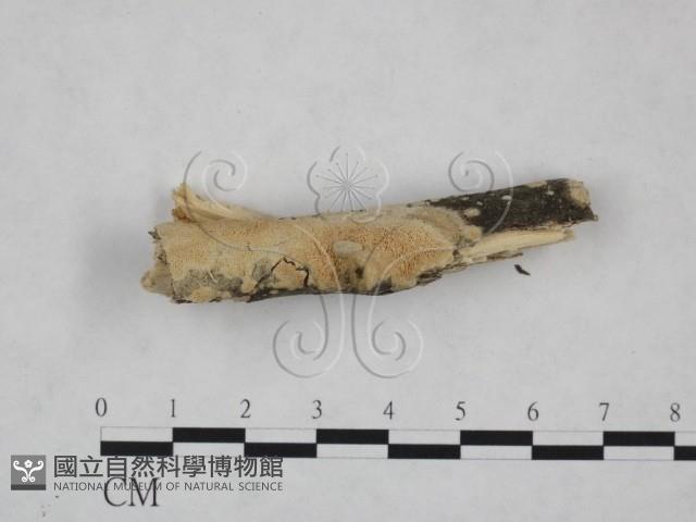 登錄號:F0025200藏品圖，第3張