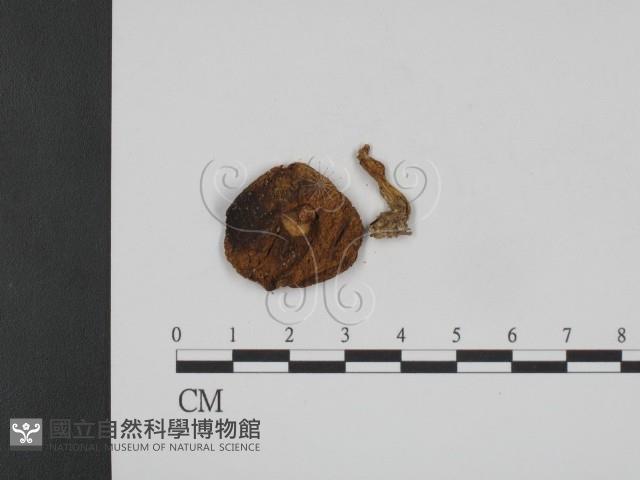 登錄號:F0013200藏品圖，第3張