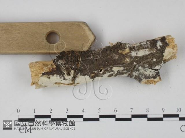 登錄號:F0008800藏品圖，第3張