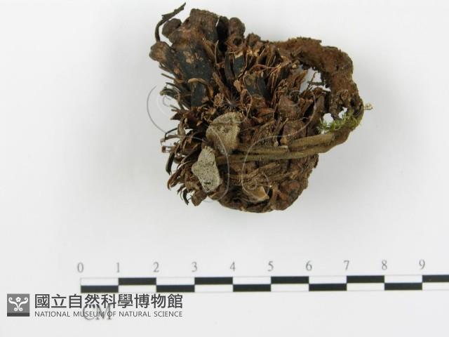 登錄號:F0018800藏品圖，第1張