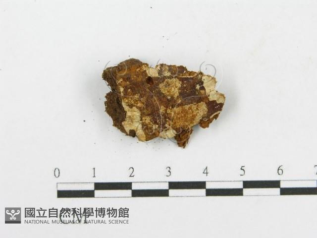 木層孔菌屬藏品圖，第3張