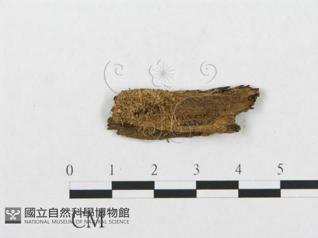 登錄號:F0016800藏品圖，第3張