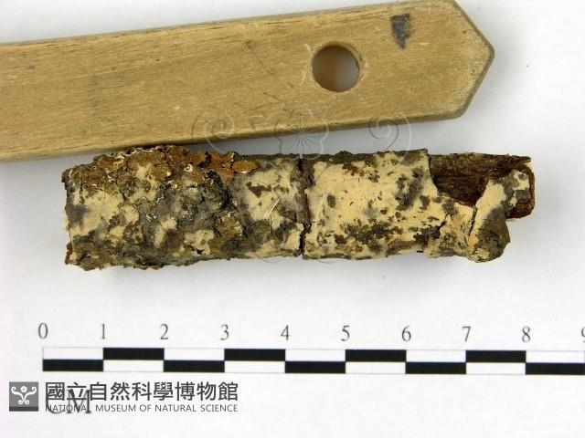登錄號:F0021800藏品圖，第3張