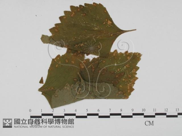登錄號:F0011800藏品圖，第3張