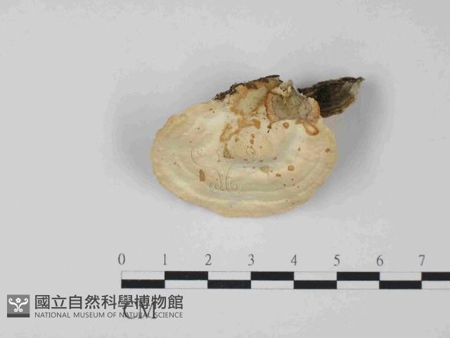 栓菌屬藏品圖，第3張