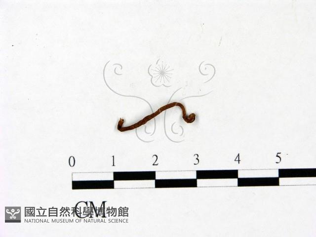 登錄號:F0022800藏品圖，第3張
