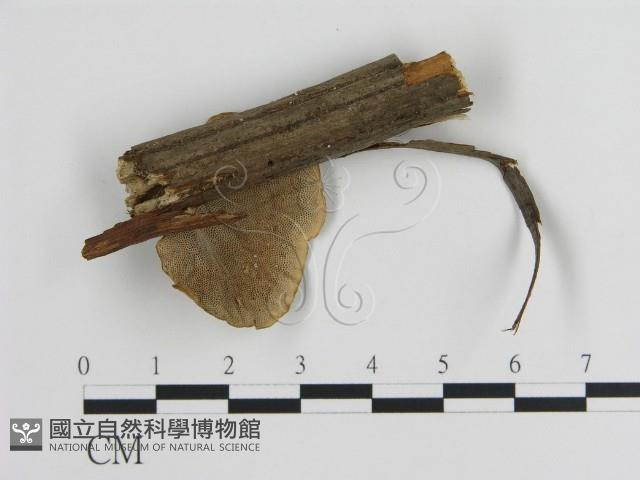 蜂窩菌屬藏品圖，第3張