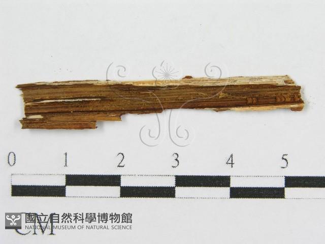 登錄號:F0017800藏品圖，第3張