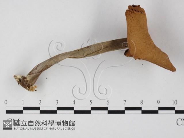 登錄號:F0025800藏品圖，第3張