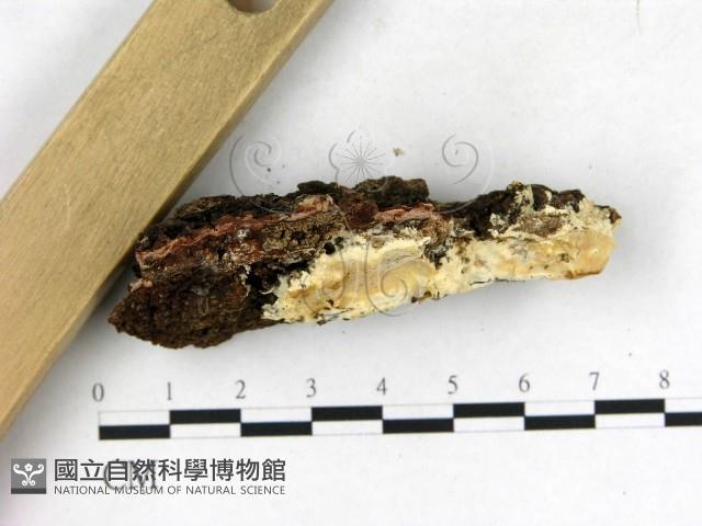登錄號:F0005800藏品圖，第3張
