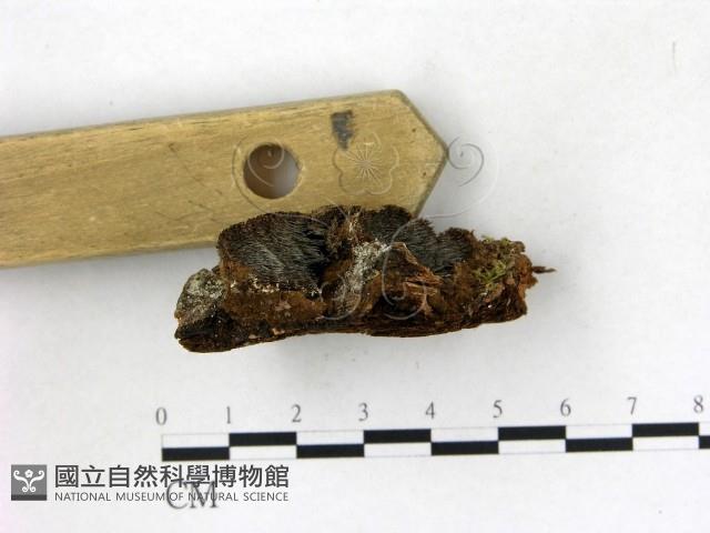 登錄號:F0015800藏品圖，第3張