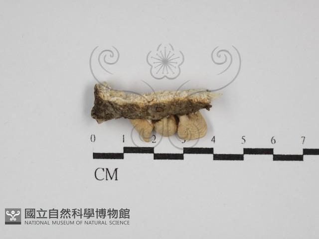 糙皮側耳藏品圖，第3張