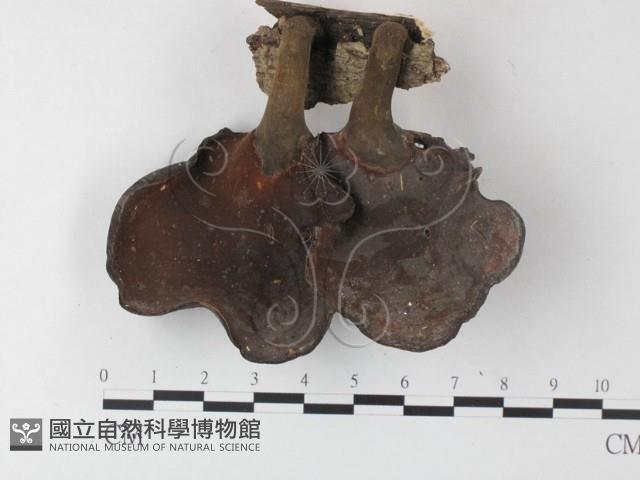 小孔菌屬藏品圖，第3張