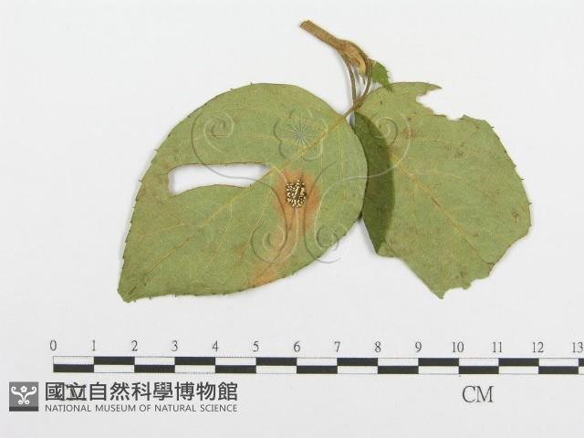 登錄號:F0018900藏品圖，第1張