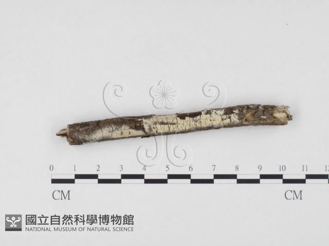 冇骨消絲齒菌藏品圖，第3張