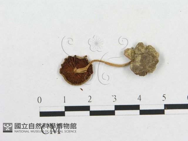 登錄號:F0010900藏品圖，第3張