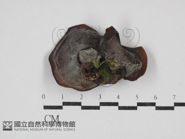 毛木耳藏品圖，第3張