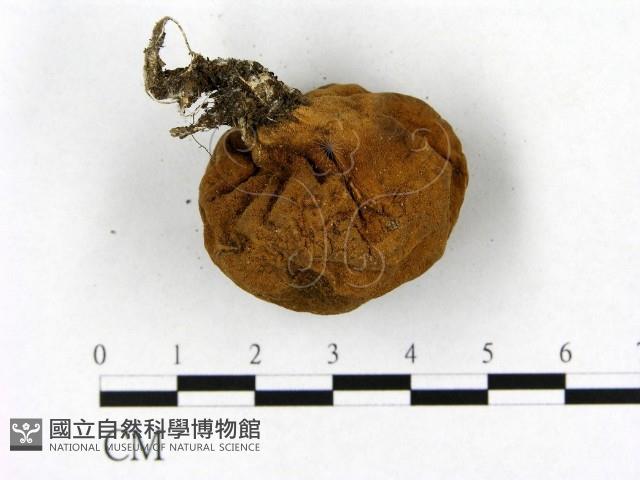 登錄號:F0021900藏品圖，第3張